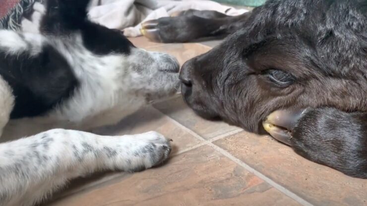 cane aiuta amico