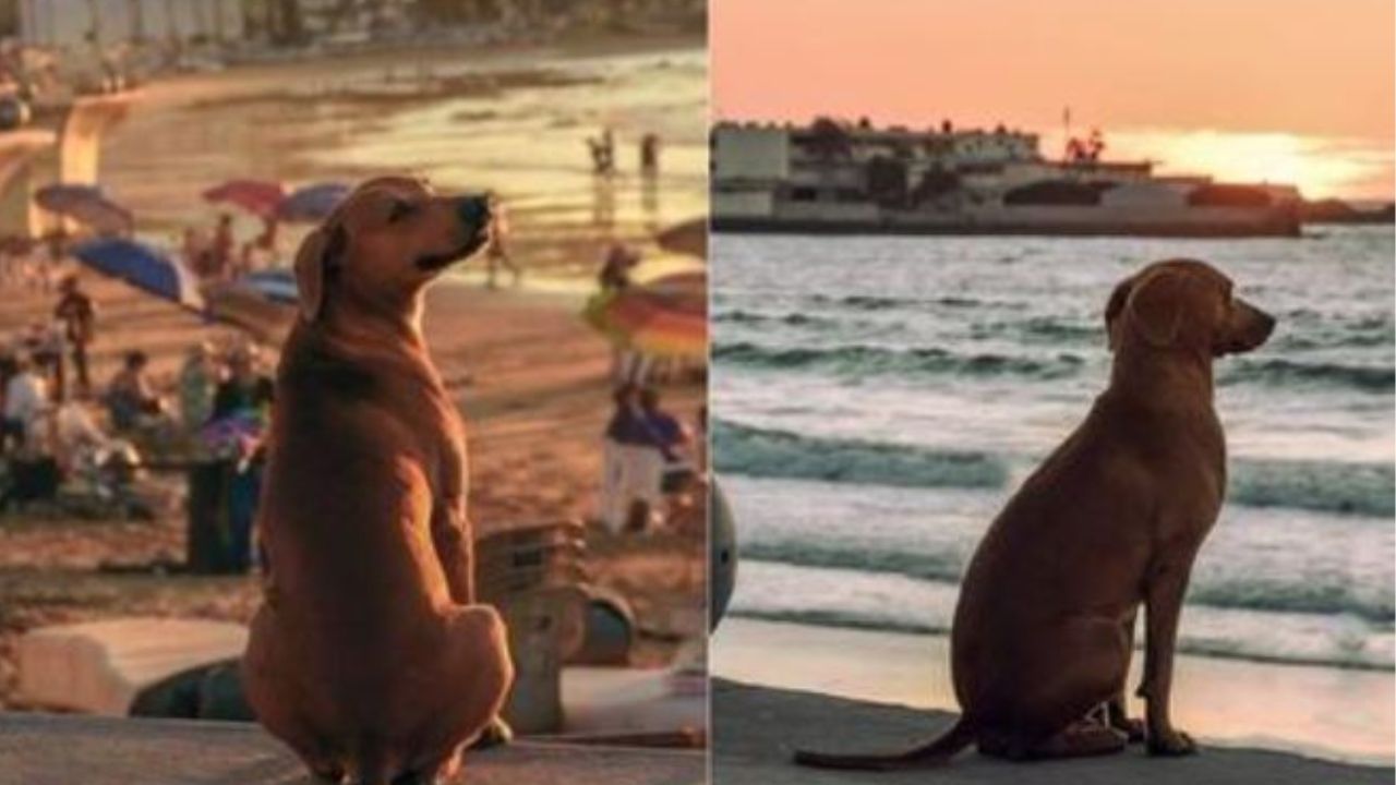 un cucciolo in spiaggia