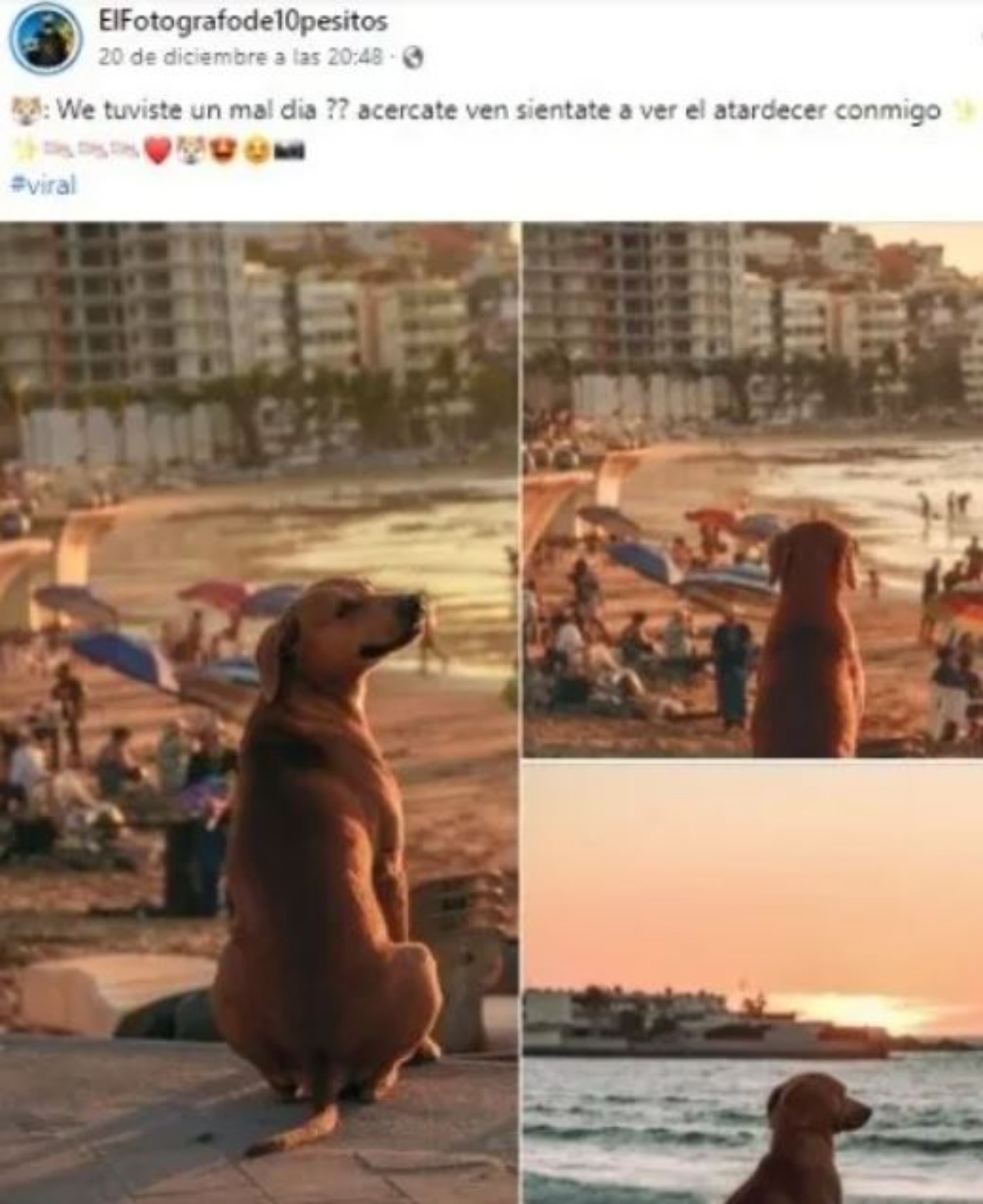 un post su un cane dolcissimo