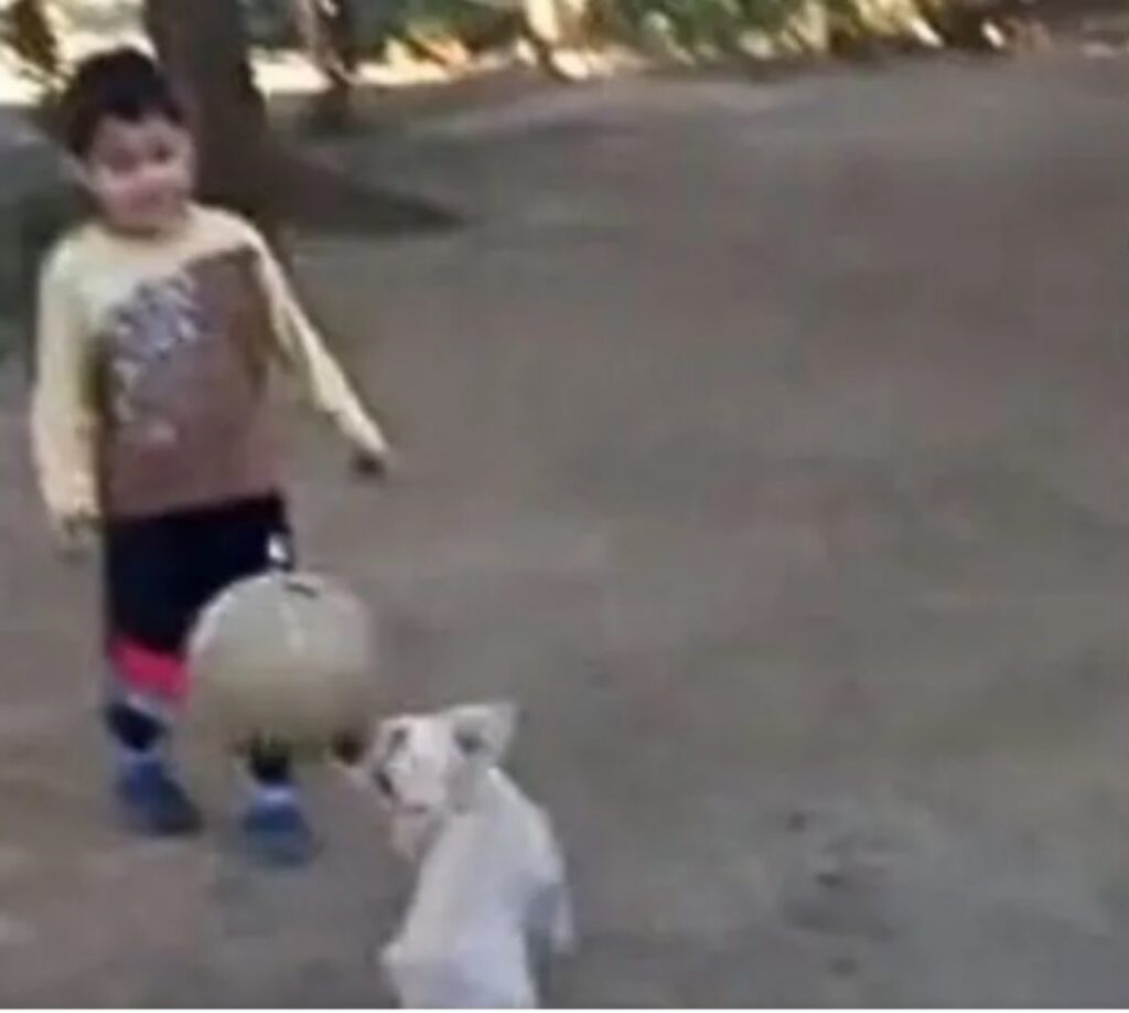 Cane gioca a calcio