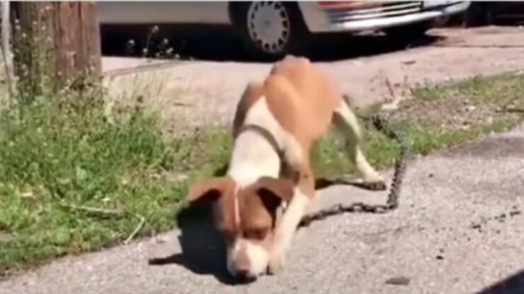 cane legato con catena