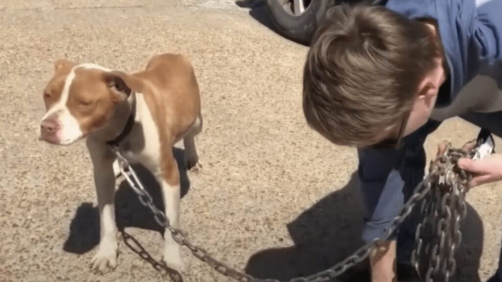 cane legato con catena