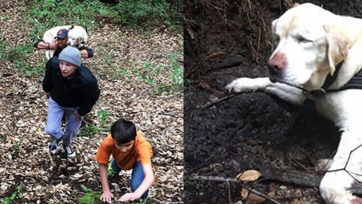 cane cieco si allontana da casa