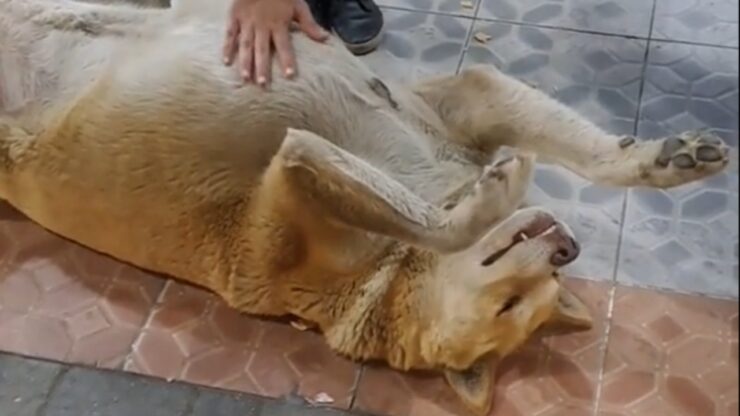 cane coccolato dai passanti