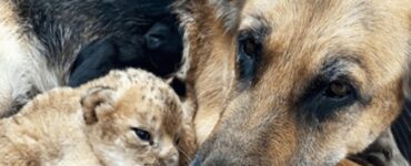 cane e leone