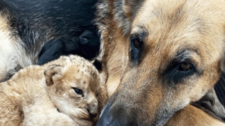 cane e leone