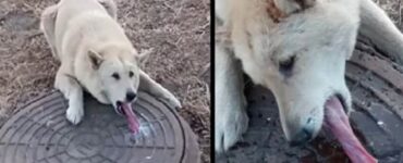 cane incollato tombino