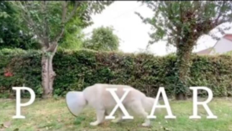 Cane ricrea il logo della Pixar