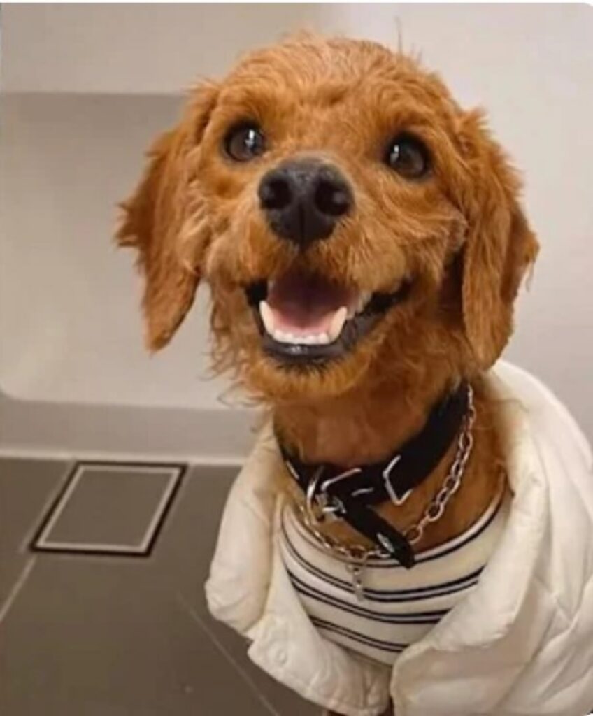 Cane riacquista il sorriso dopo aver superato una malattia