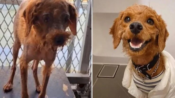 Cane riacquista il sorriso dopo aver superato una malattia