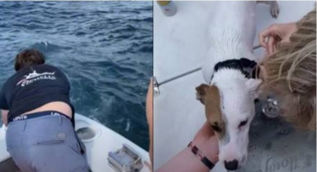 Cane viene salvato in mare