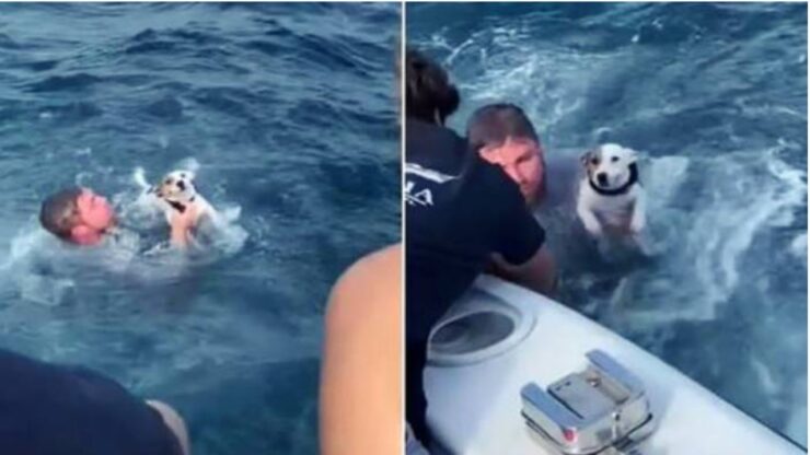 Cane viene salvato in mare