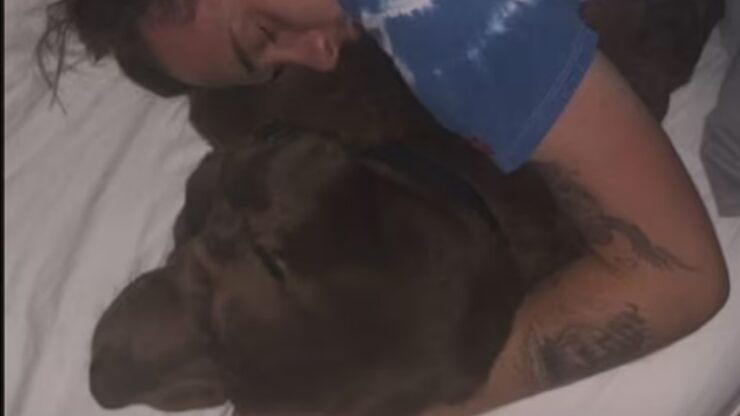 I Beckham onorano la morte del loro cane