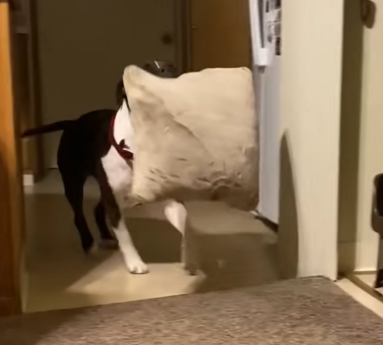 cane porta coperta