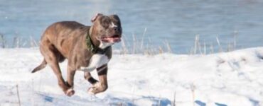 cane aiuta la sua famiglia