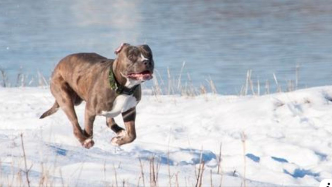 cane aiuta la sua famiglia