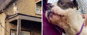 cane trovato casa