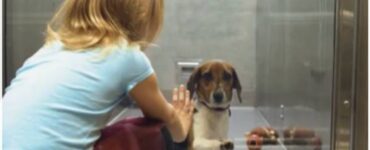 cane viene rifiutato coccole