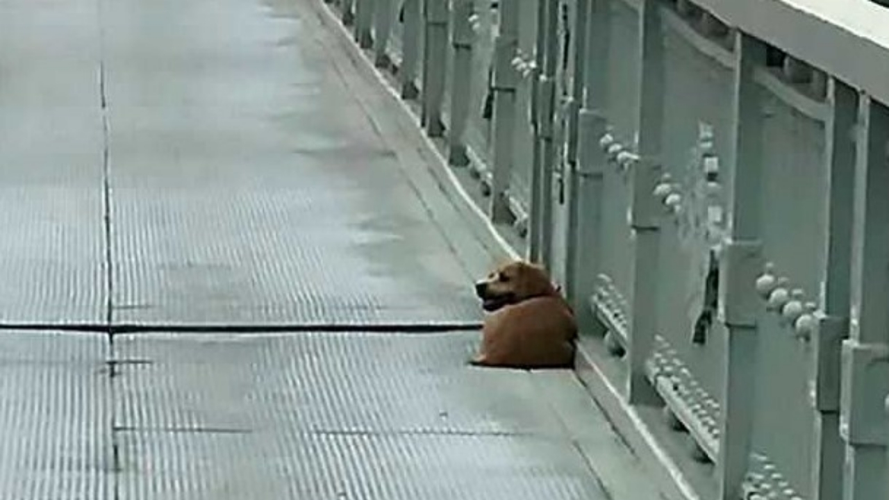 cane sul ponte