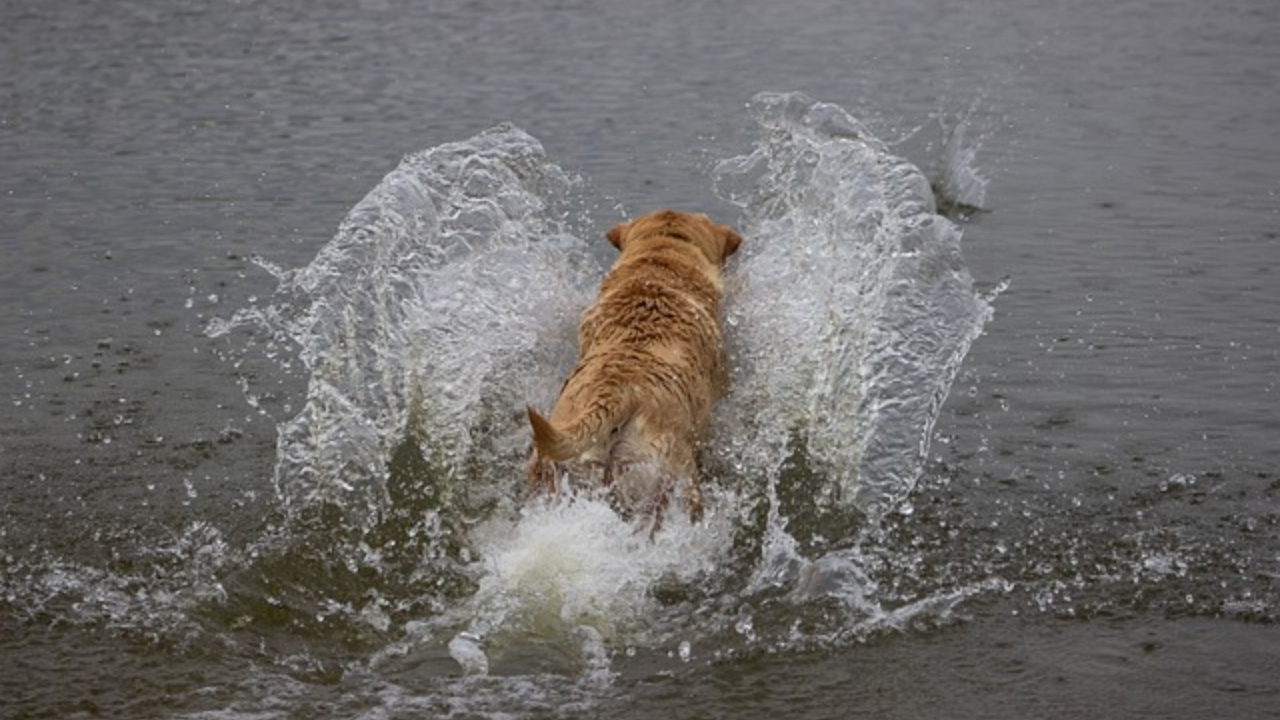 cane in acqua