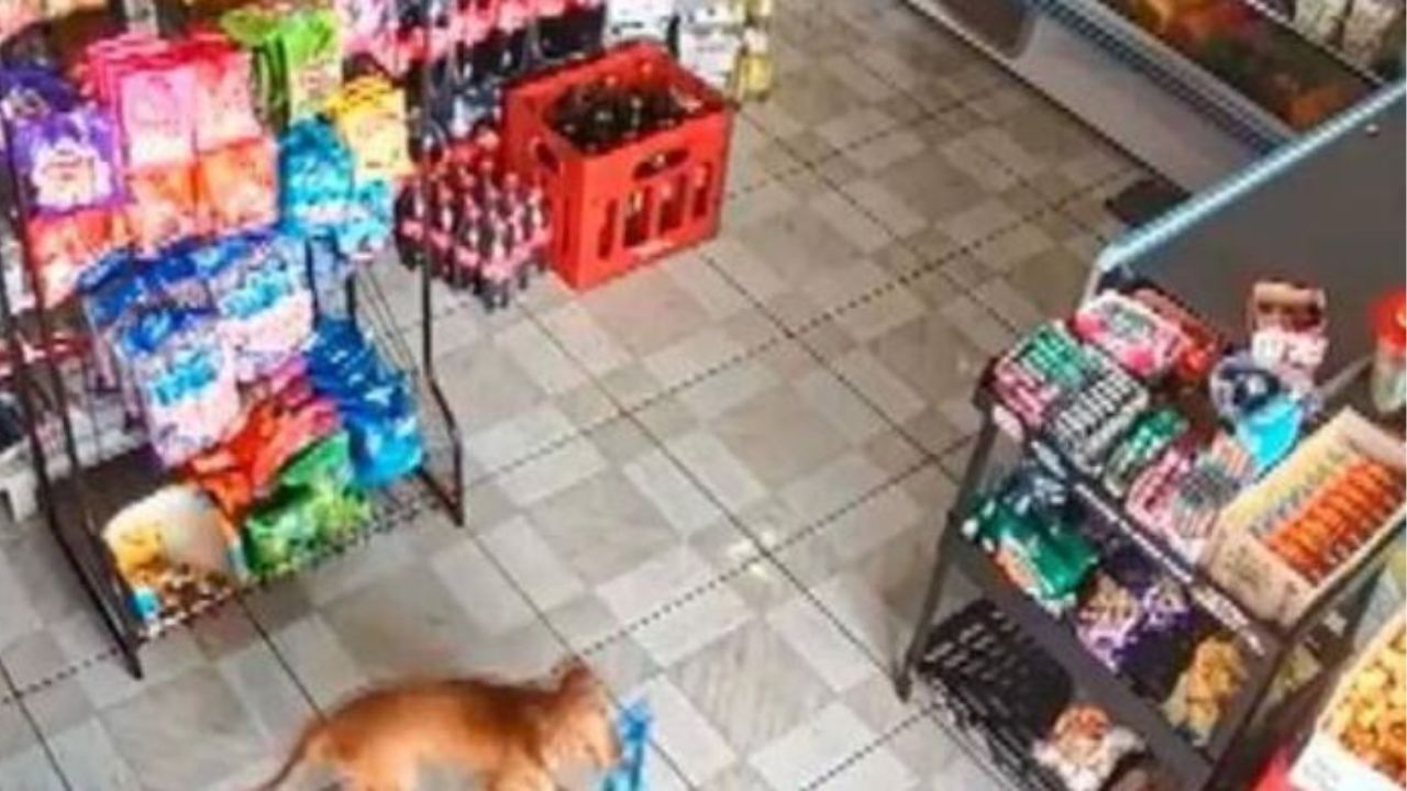 un cane che ruba in un negozio