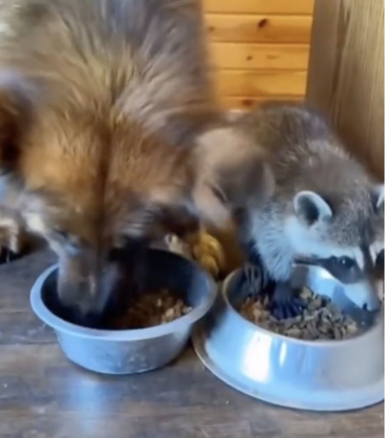 un cane e un procione che mangiano insieme