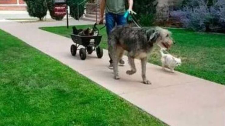 dei cani a passeggio