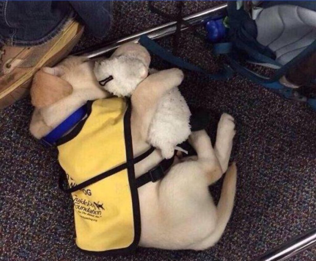 Cani nel loro primo giorno di lavoro