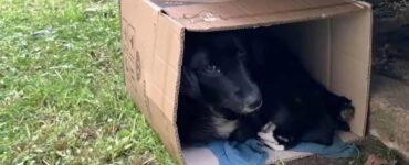 cani trovano casa