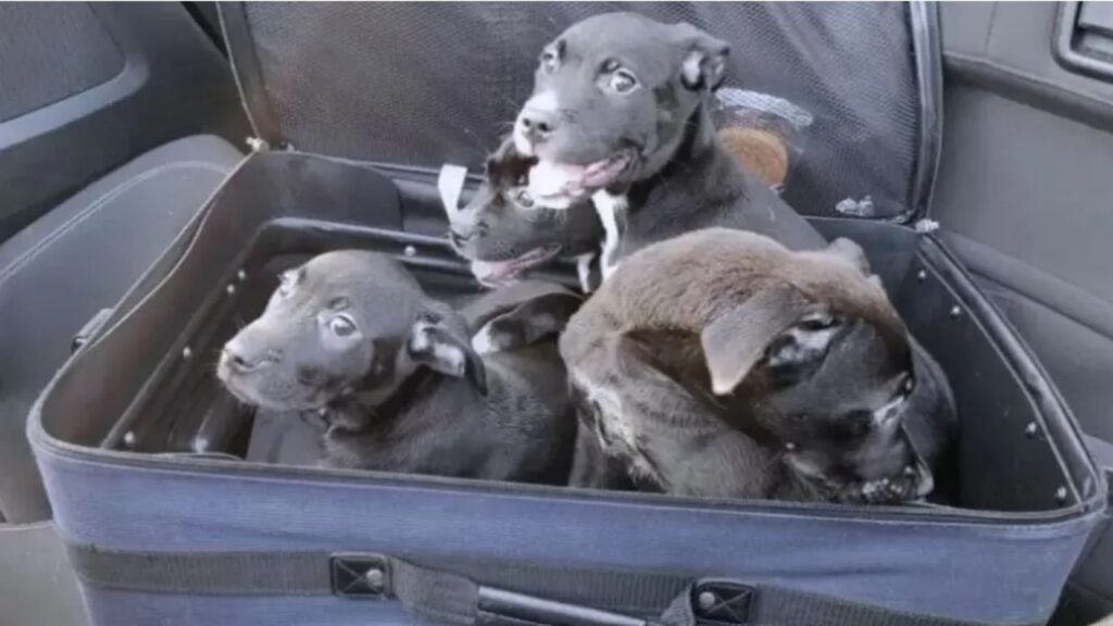 Cani ritrovati in una valigia