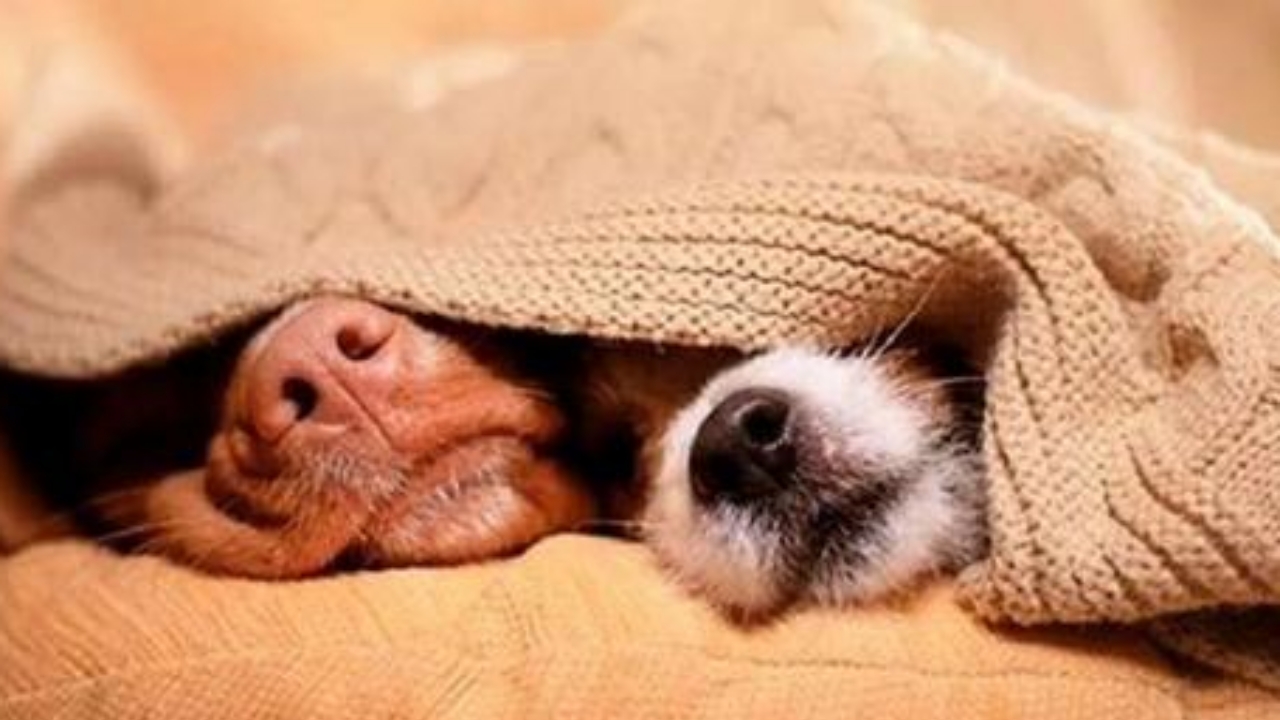cani sotto le coperte