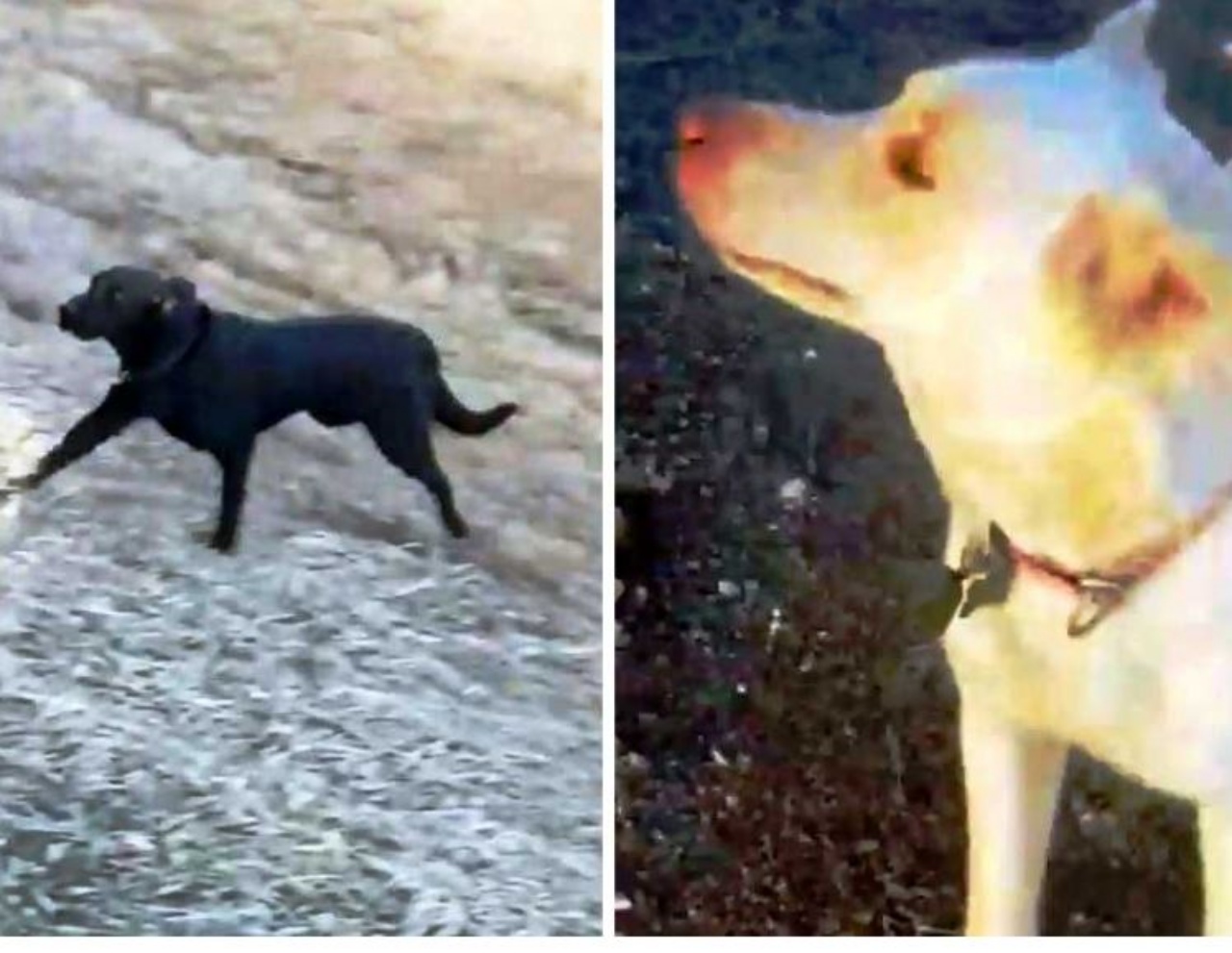 un Labrador e un cane bianco