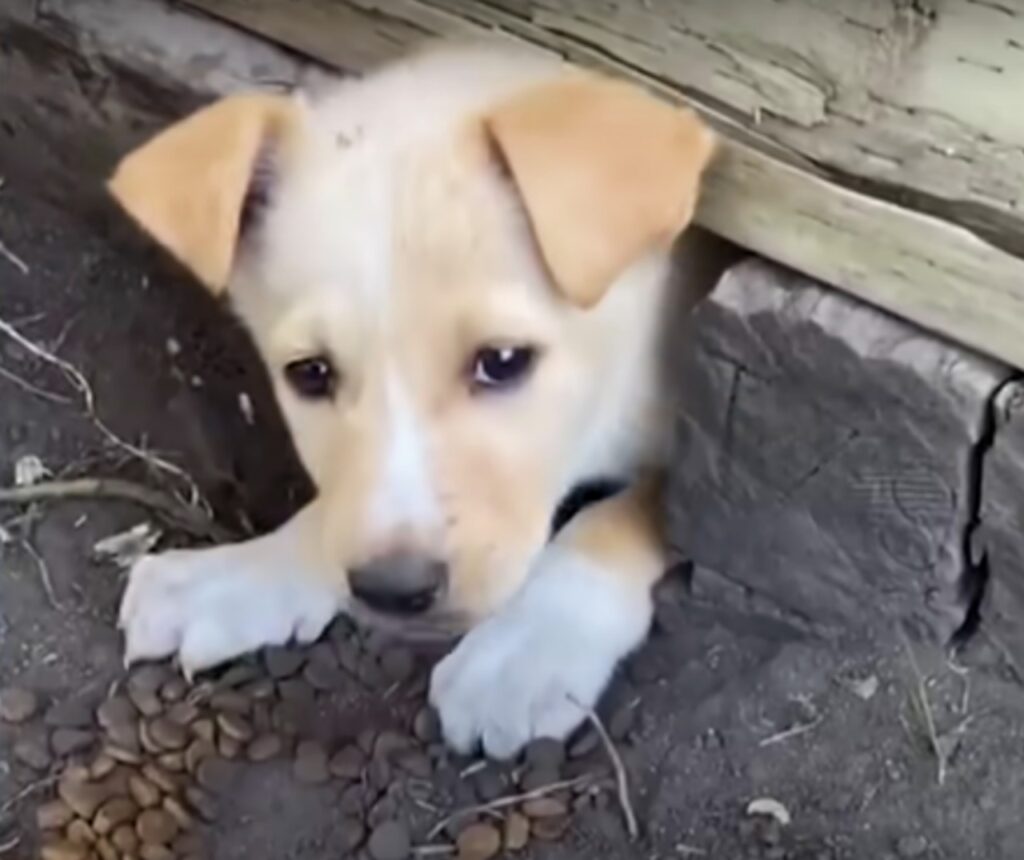 cucciolo di cane