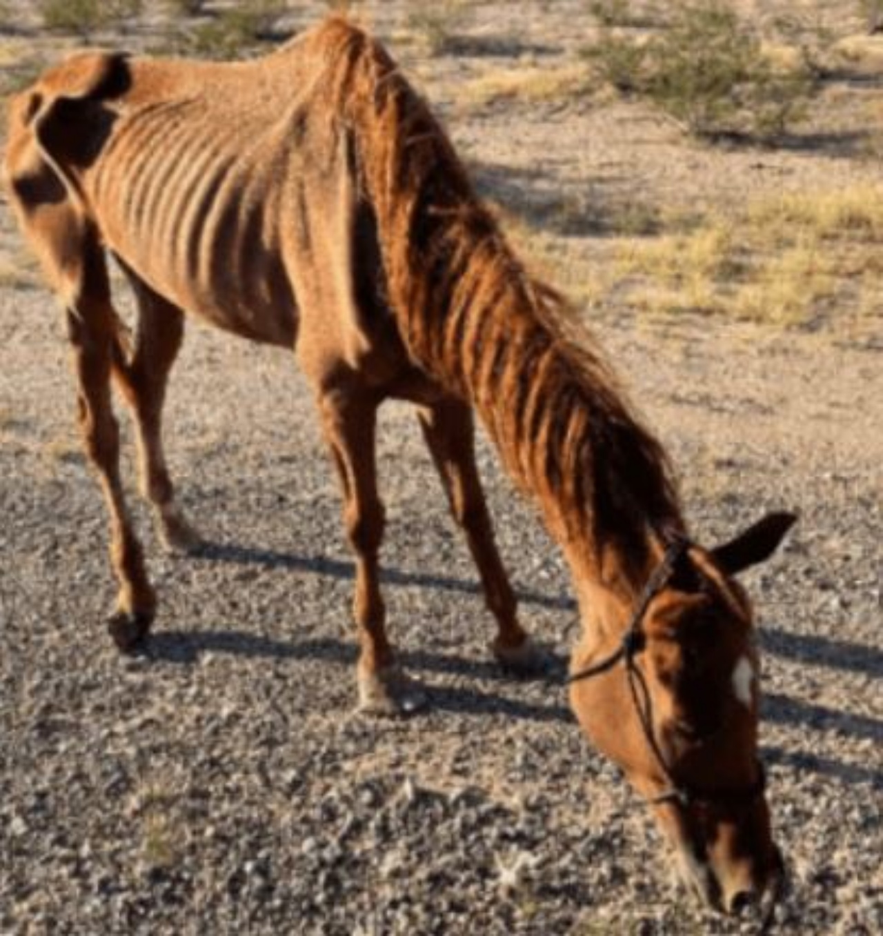 un cavallo malconcio