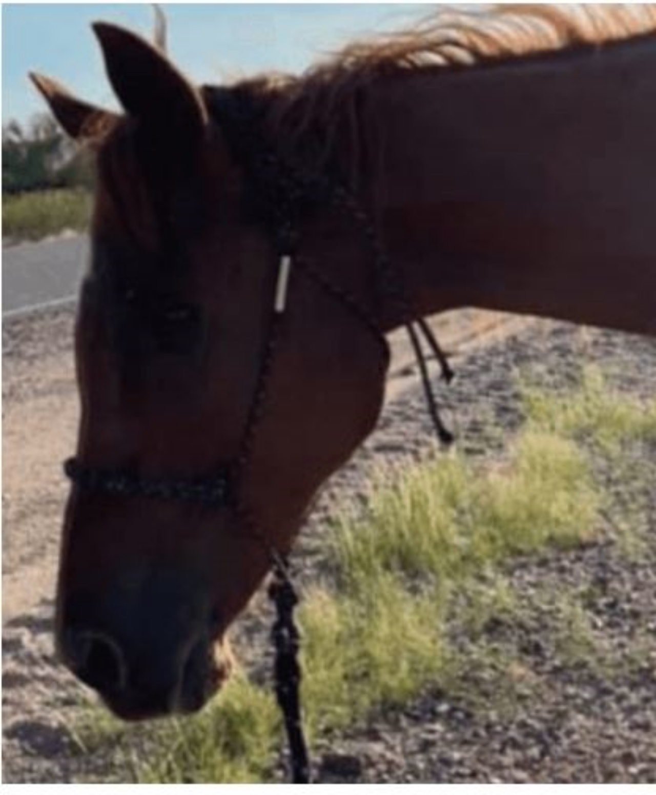 un cavallo abbandonato