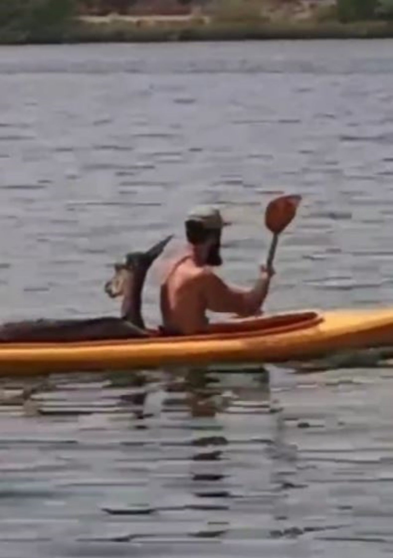 una cerva su una canoa