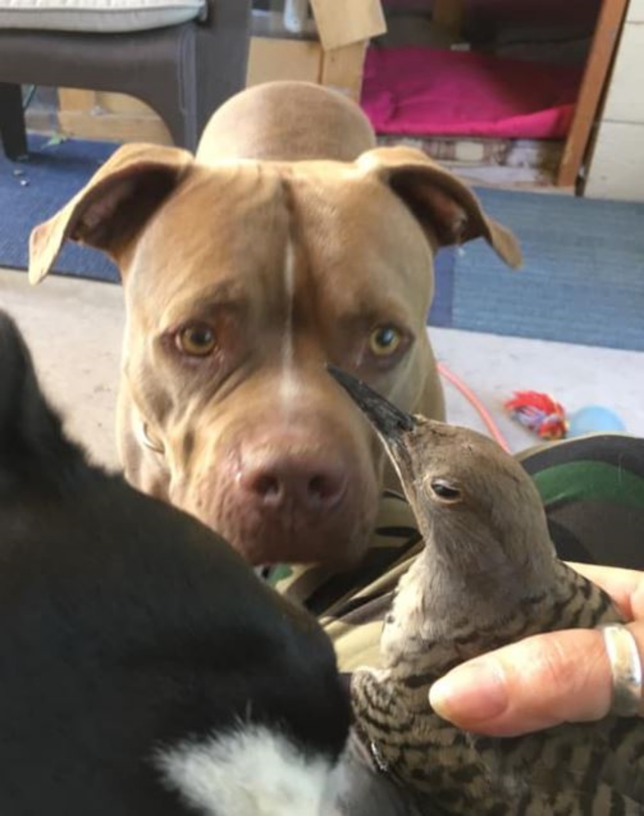 un Pitbull con un uccello