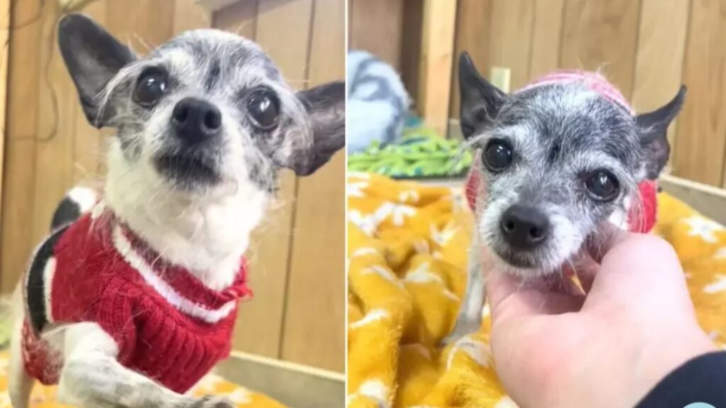 chihuahua adorabile triste