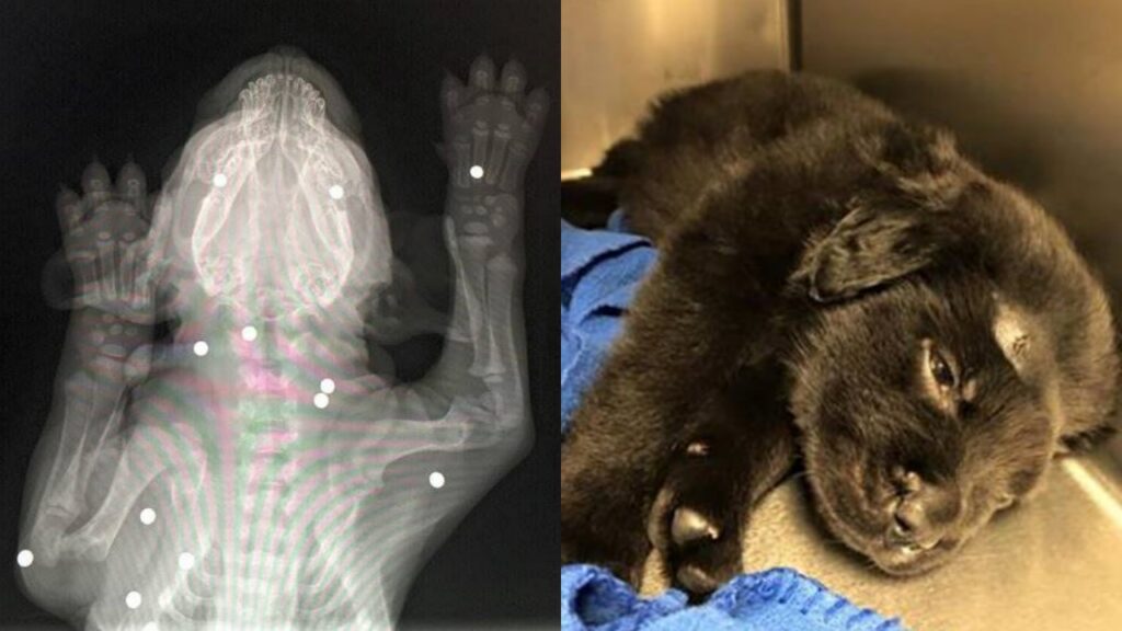 cucciolo ferito 18 volte da una pistola