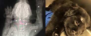 cucciolo ferito 18 volte da una pistola