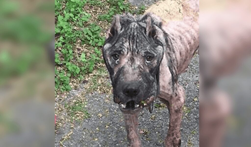 cucciolo rognoso fuori casa di un uomo