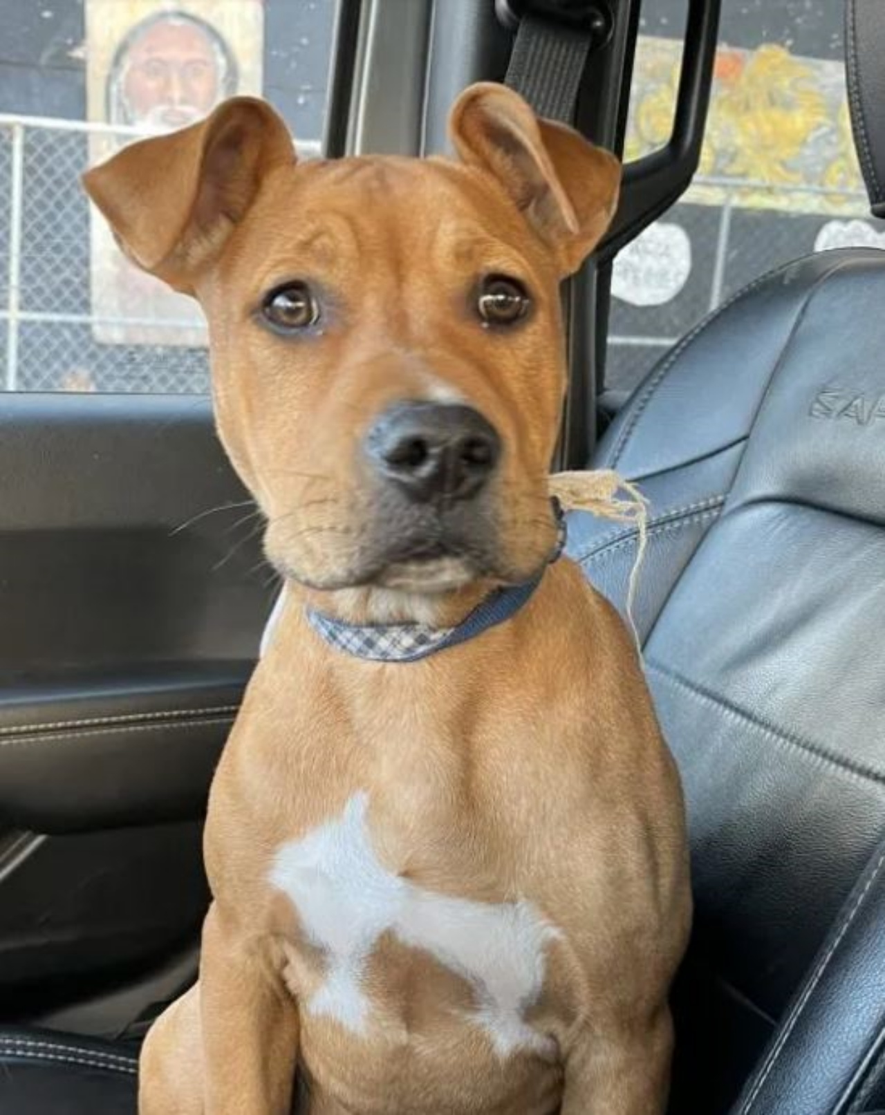 un cucciolo in auto