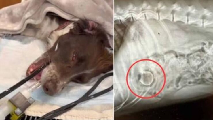 un cane intubato