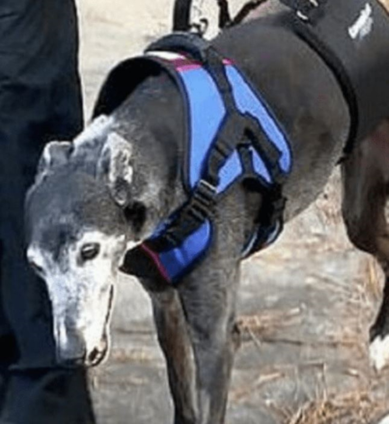 un cane con la pettorina