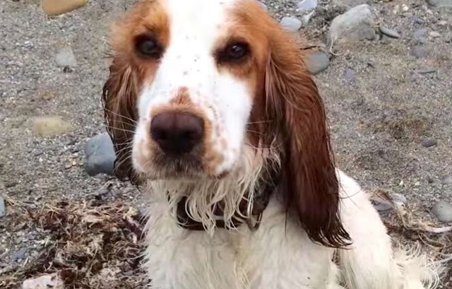 cane al mare