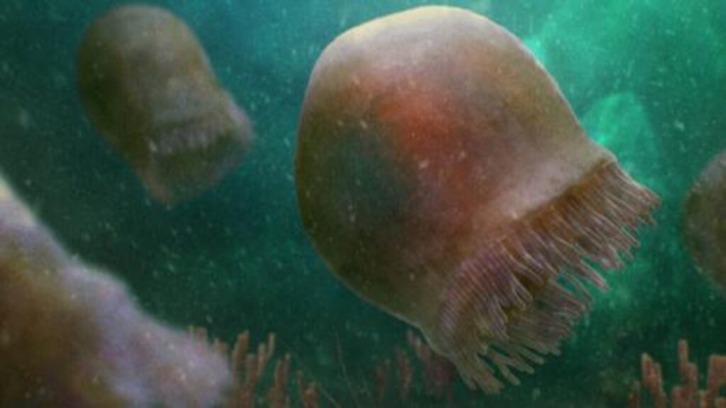 fossile di medusa antica