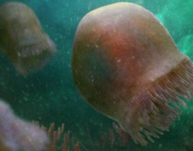 fossile di medusa antica