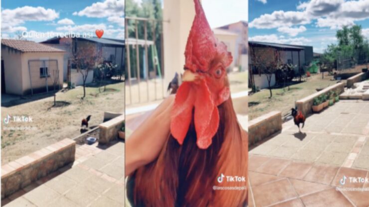 gallo accoglie padrone