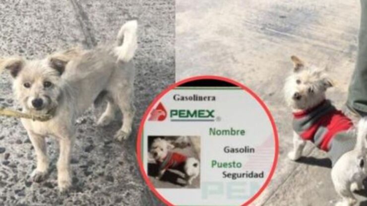 un cane dipendente di una stazione di servizio