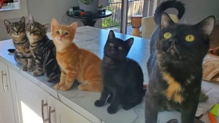 gatta e cuccioli